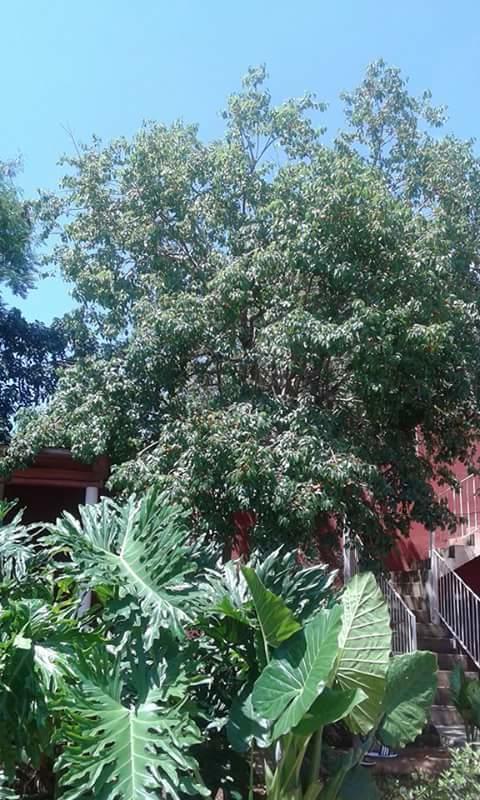 La Cautiva Puerto Iguazu Ngoại thất bức ảnh
